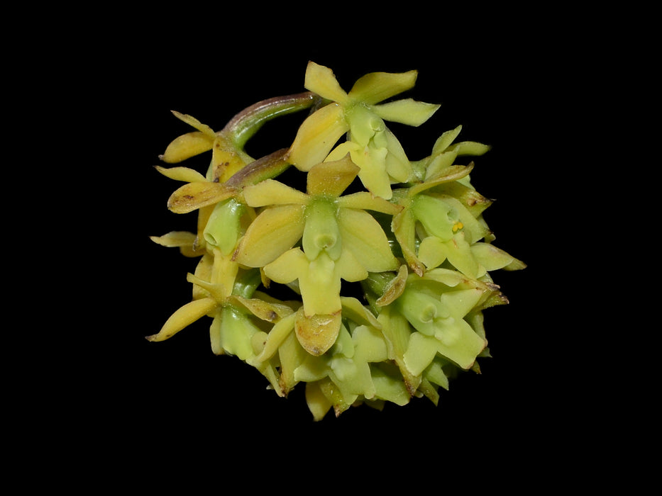 Epidendrum jaramilloae