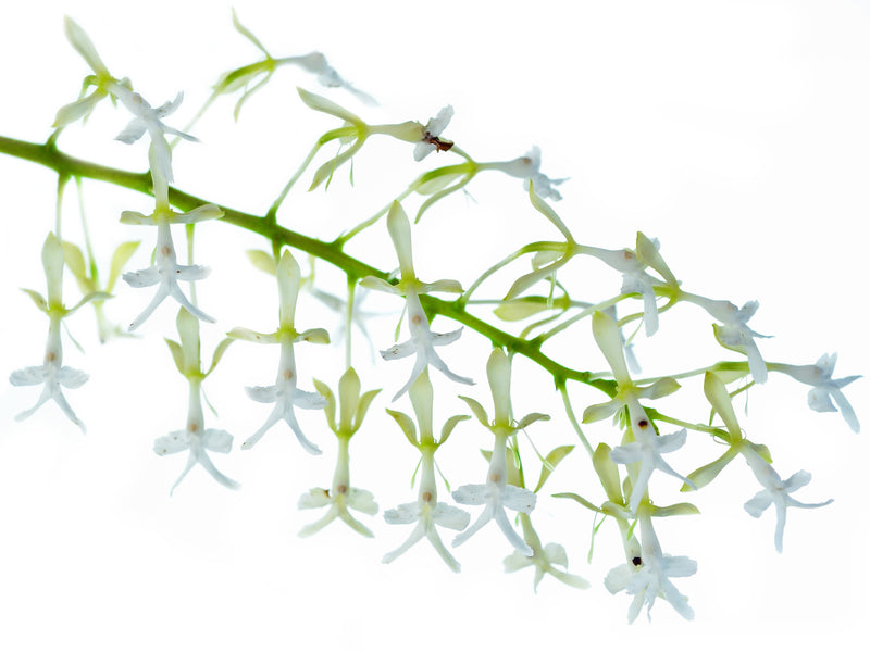 Epidendrum jasminosmum