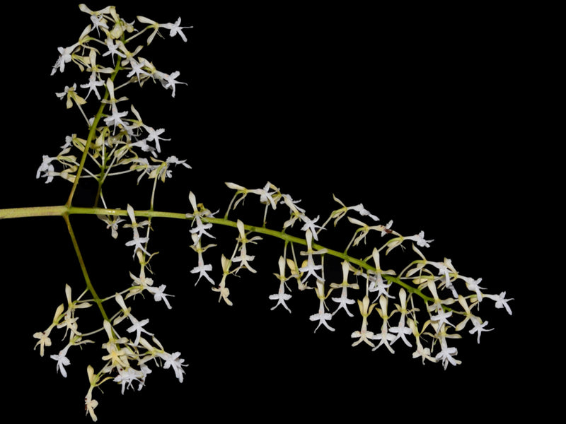 Epidendrum jasminosmum