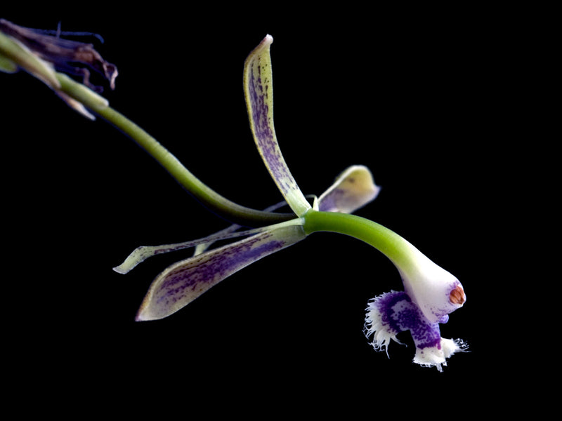 Epidendrum jatunsachanum
