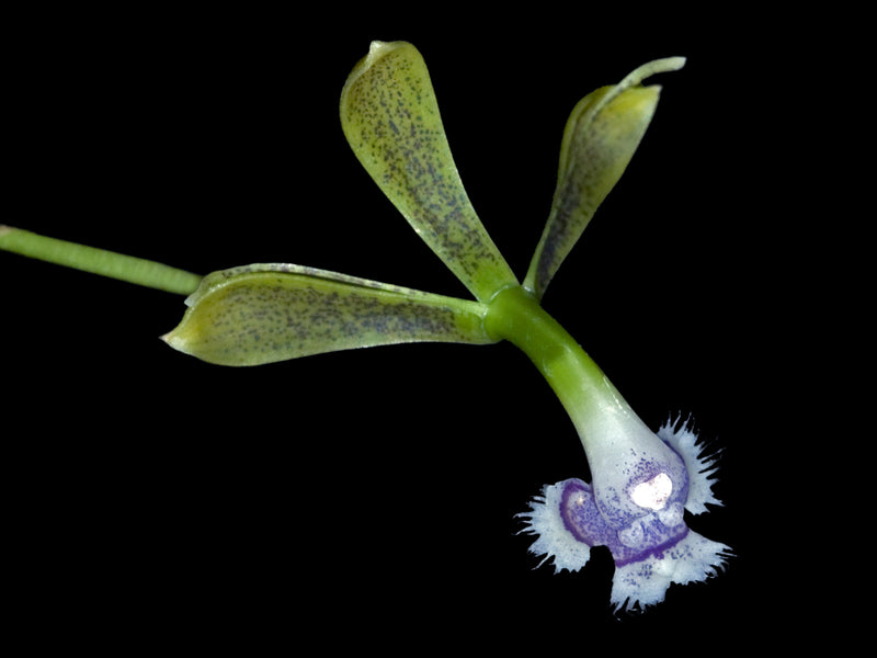 Epidendrum jatunsachanum