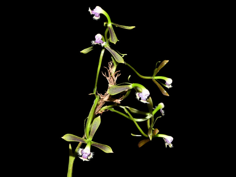 Epidendrum jatunsachanum
