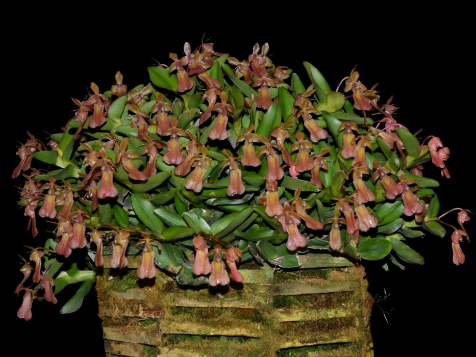 Epidendrum kymatochilum