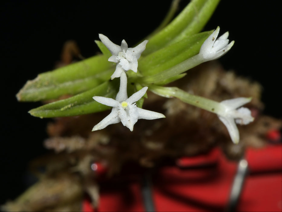 Epidendrum laceratum