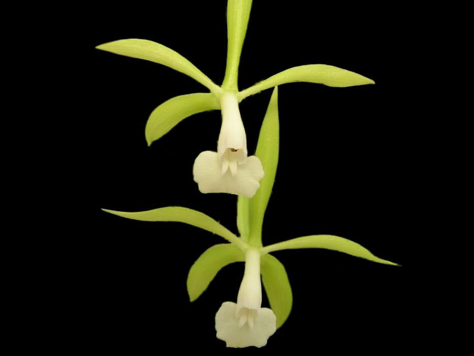 Epidendrum lacustre