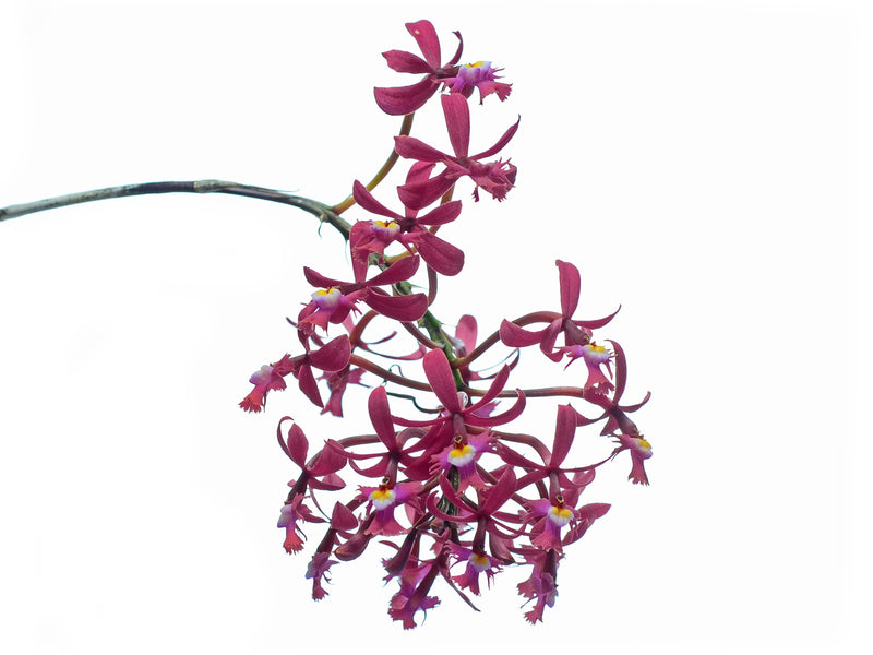 Epidendrum laurelense