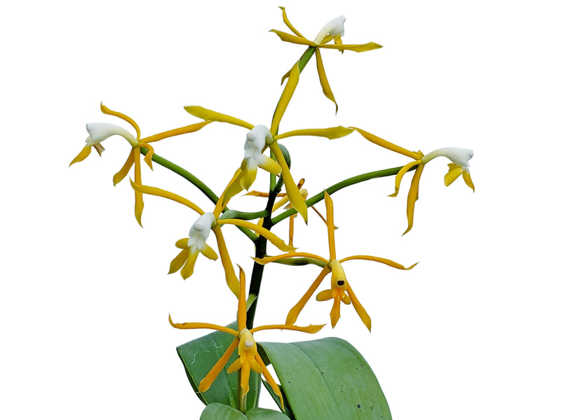 Epidendrum lehmannii