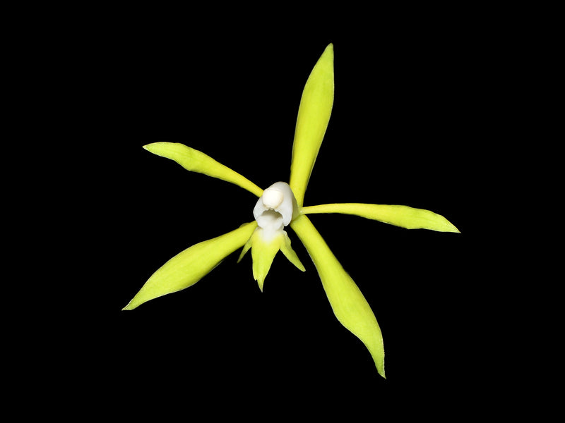 Epidendrum lehmannii