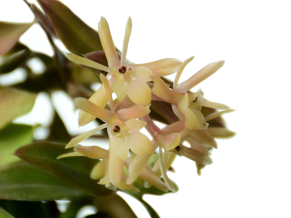 Epidendrum macasense