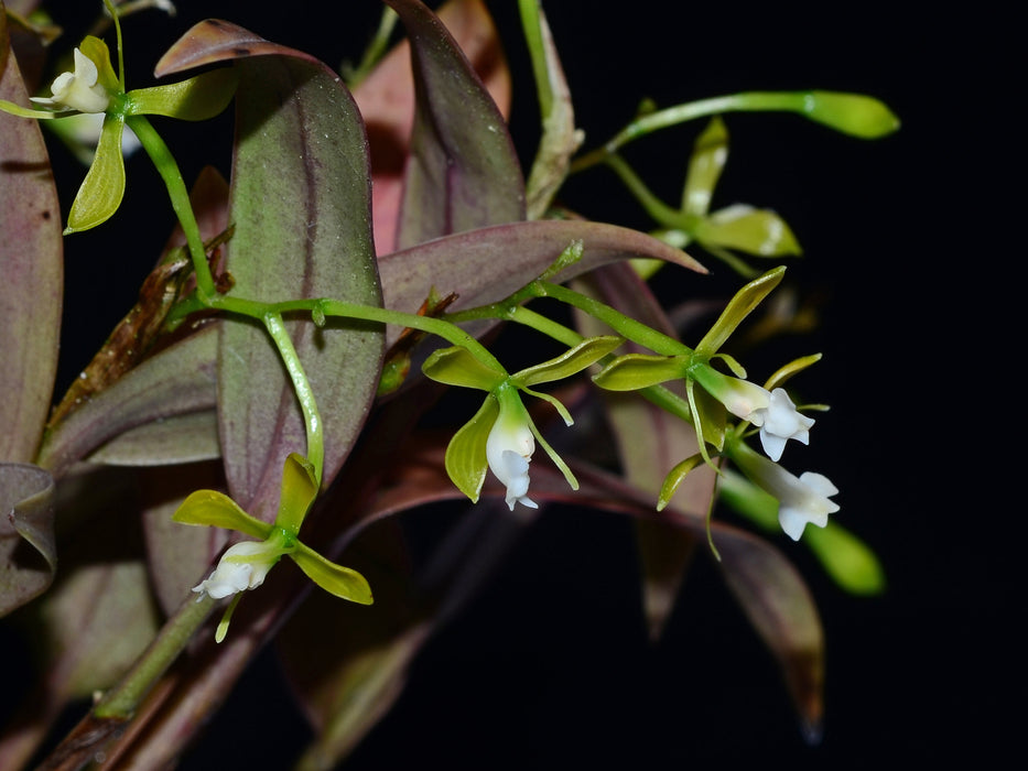 Epidendrum macbridei