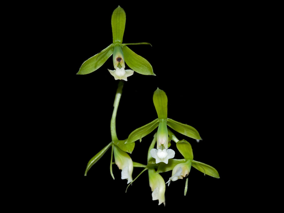 Epidendrum macbridei