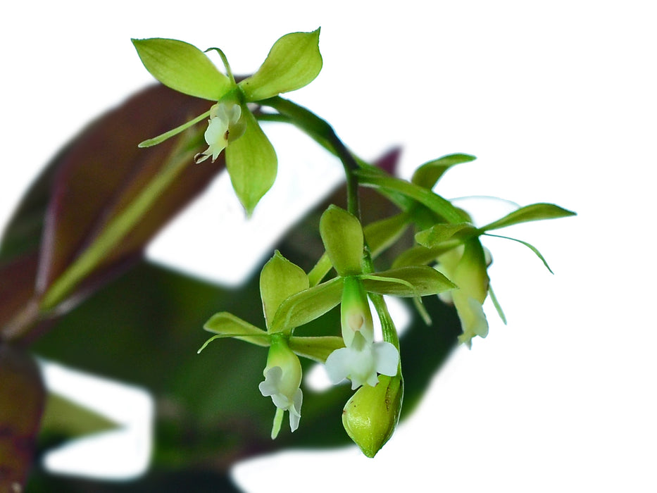 Epidendrum macbridei