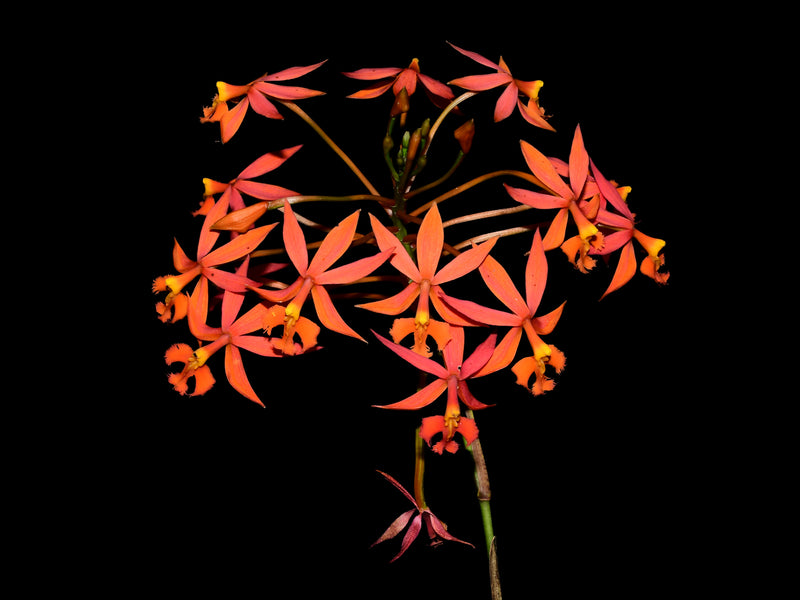 Epidendrum macrocarpum