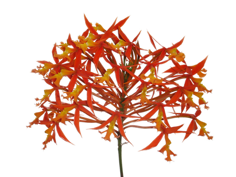 Epidendrum macrocarpum