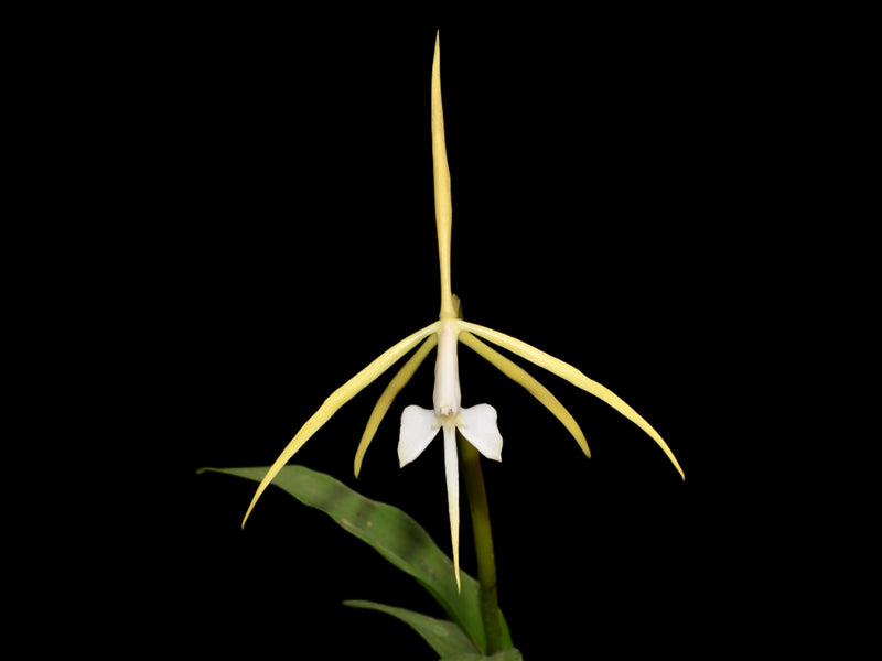 Epidendrum macroophorum