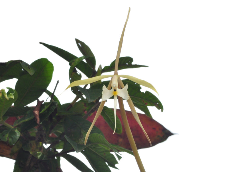 Epidendrum macroophorum