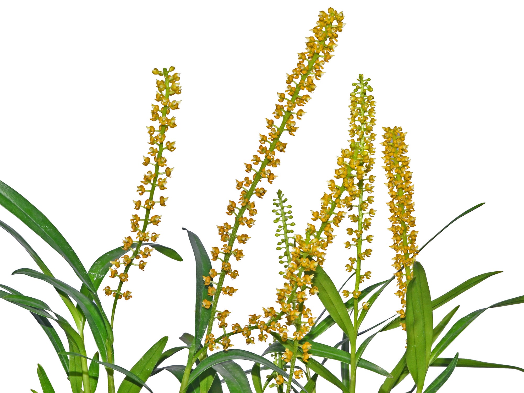 Epidendrum macrum