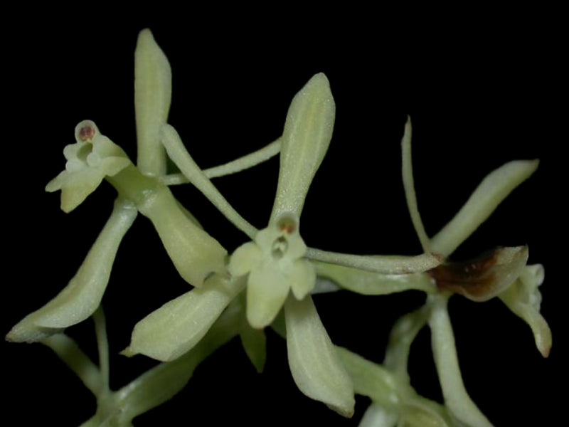 Epidendrum madsenii