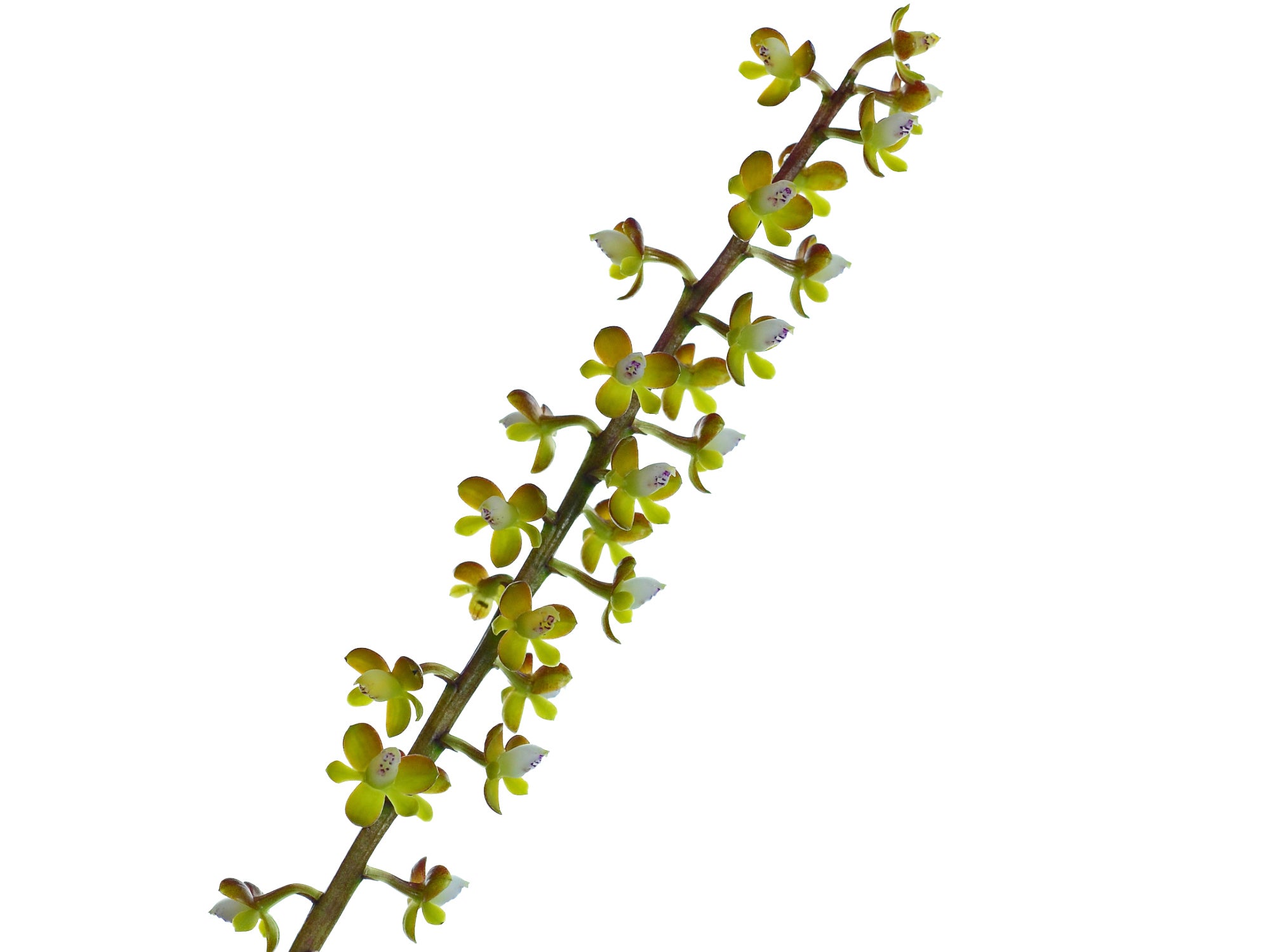 Epidendrum mancum