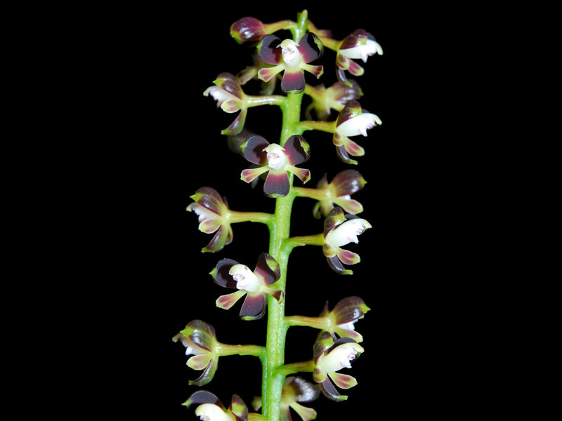 Epidendrum mancum