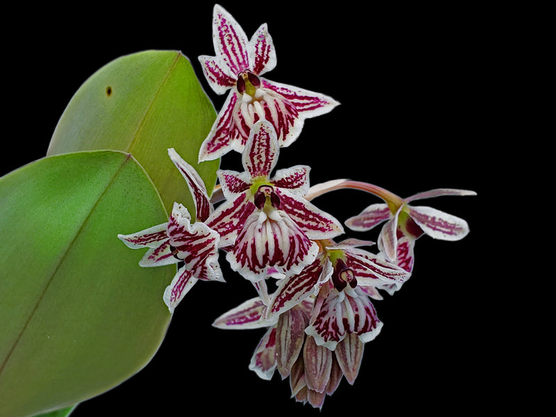 Epidendrum marmoratum