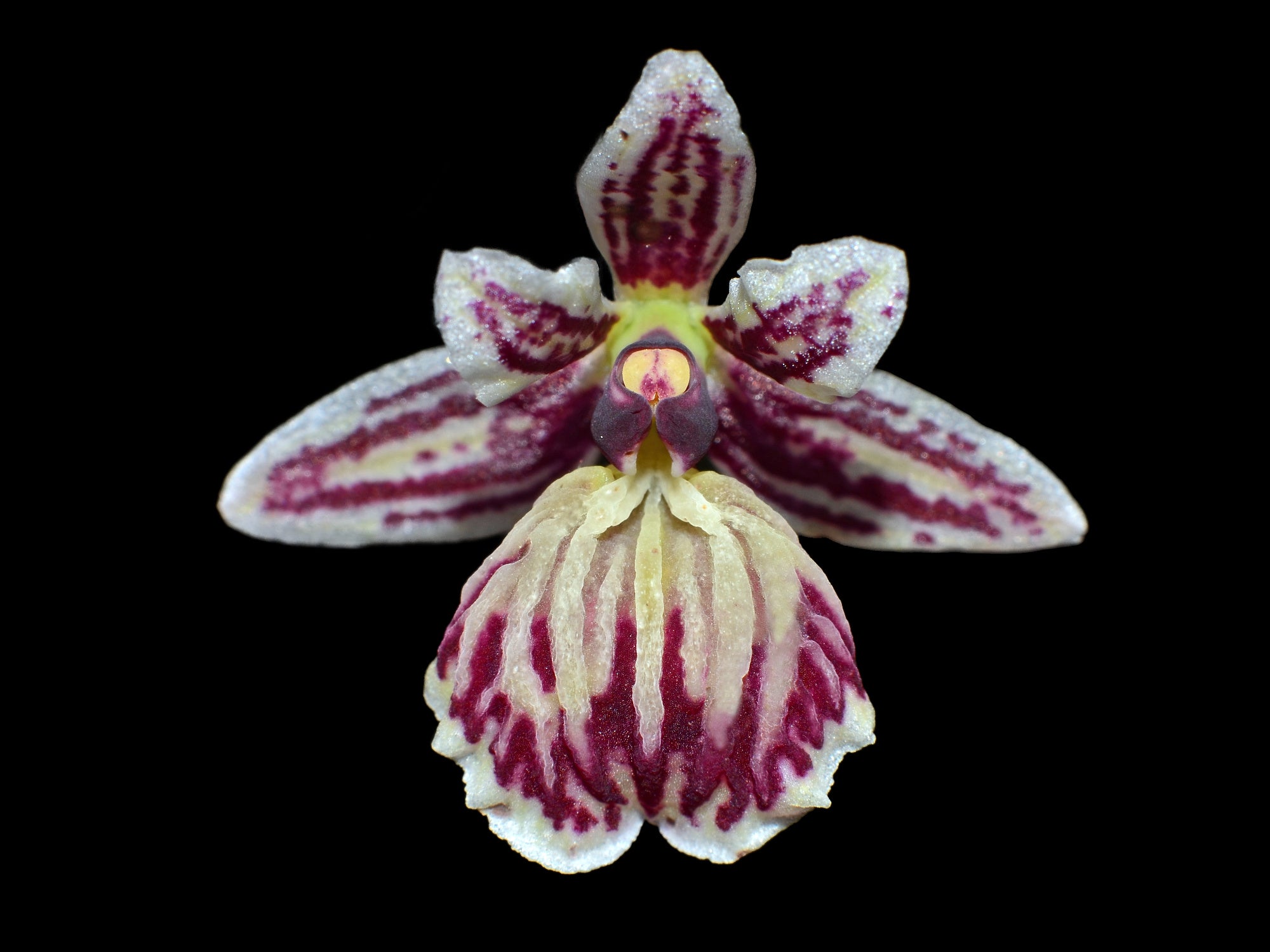 Epidendrum marmoratum