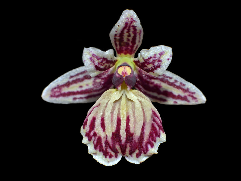 Epidendrum marmoratum