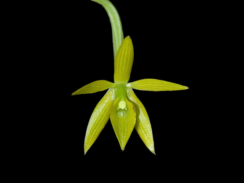 Epidendrum marsupiale