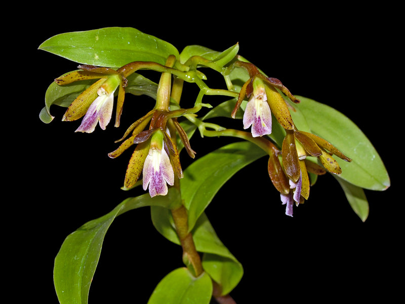 Epidendrum medinae