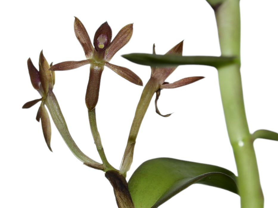 Epidendrum megagastrium