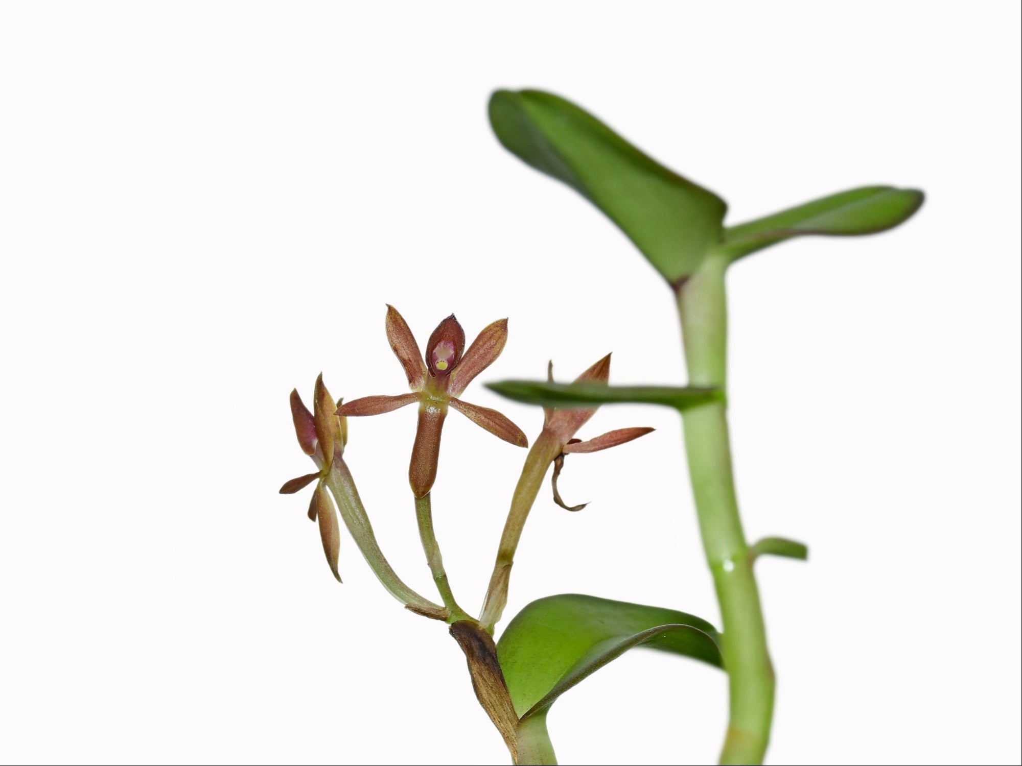 Epidendrum megagastrium