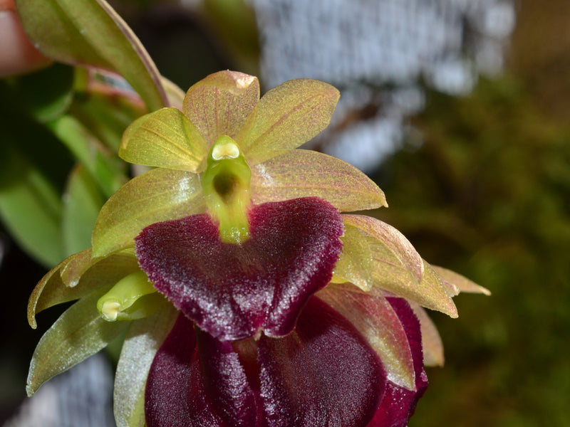 Epidendrum megalospathum