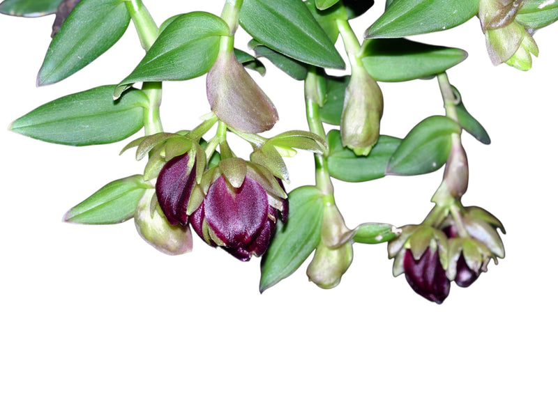 Epidendrum megalospathum