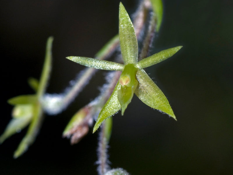 Epidendrum microphyllum