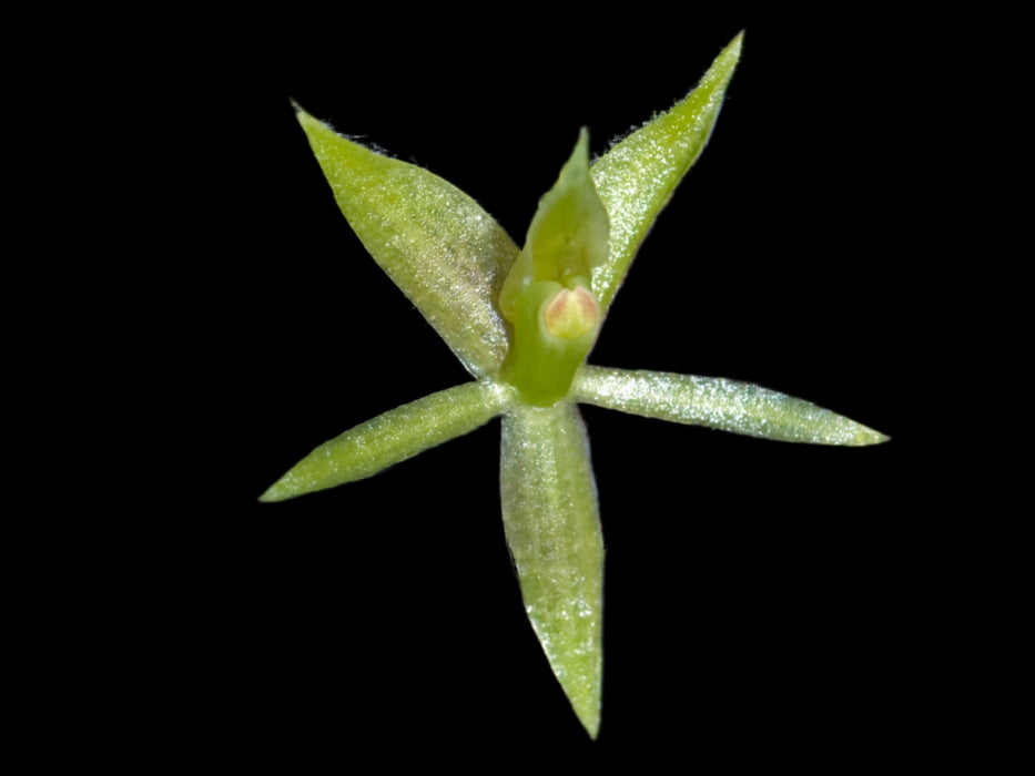 Epidendrum microphyllum