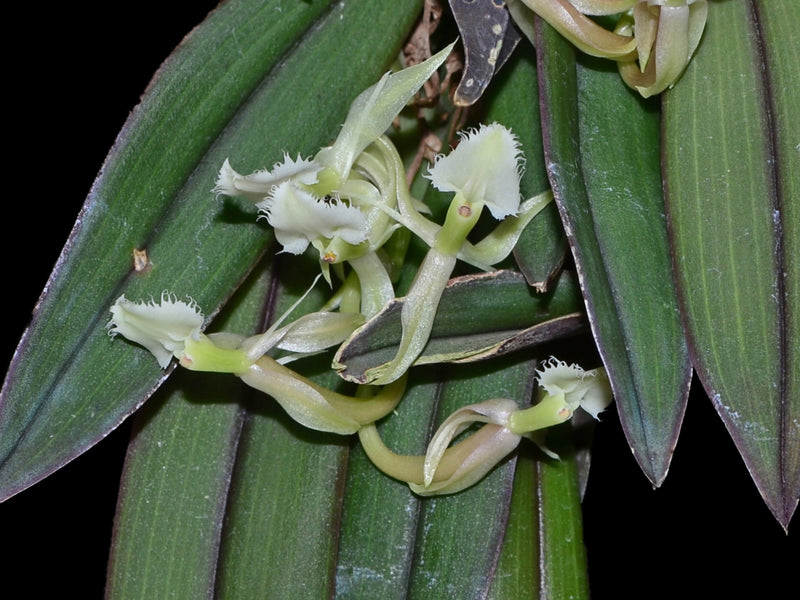 Epidendrum moronense