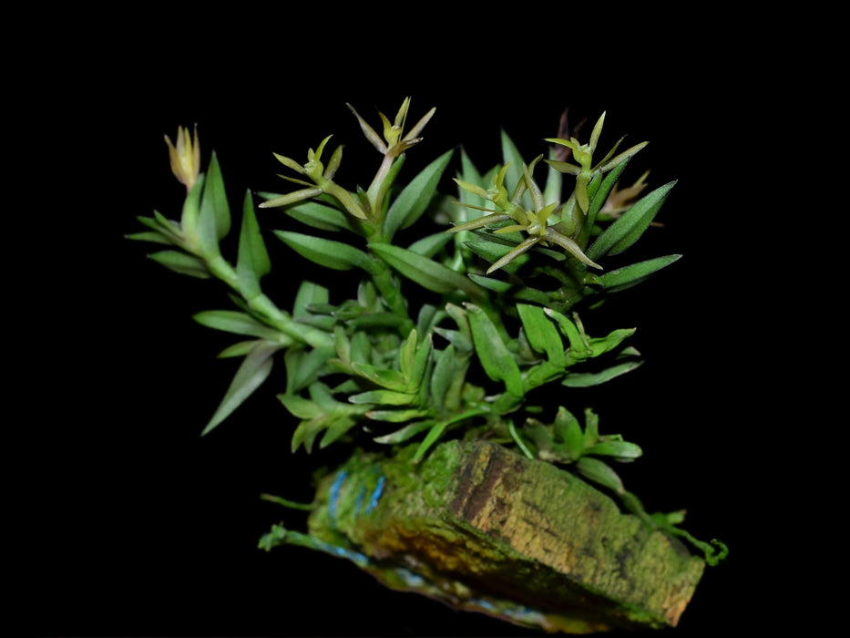 Epidendrum nanum