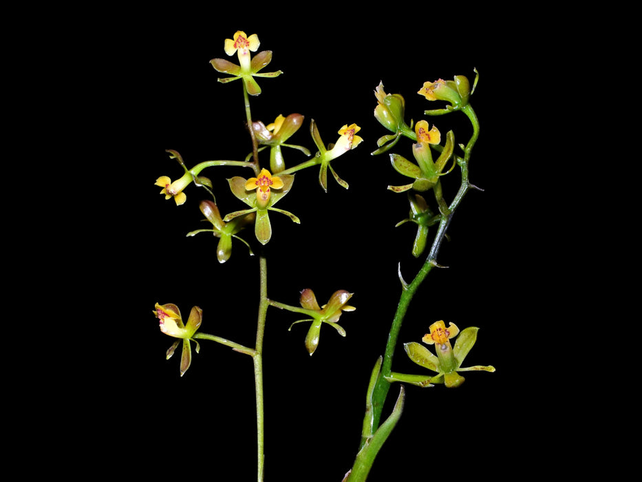 Epidendrum negropautense