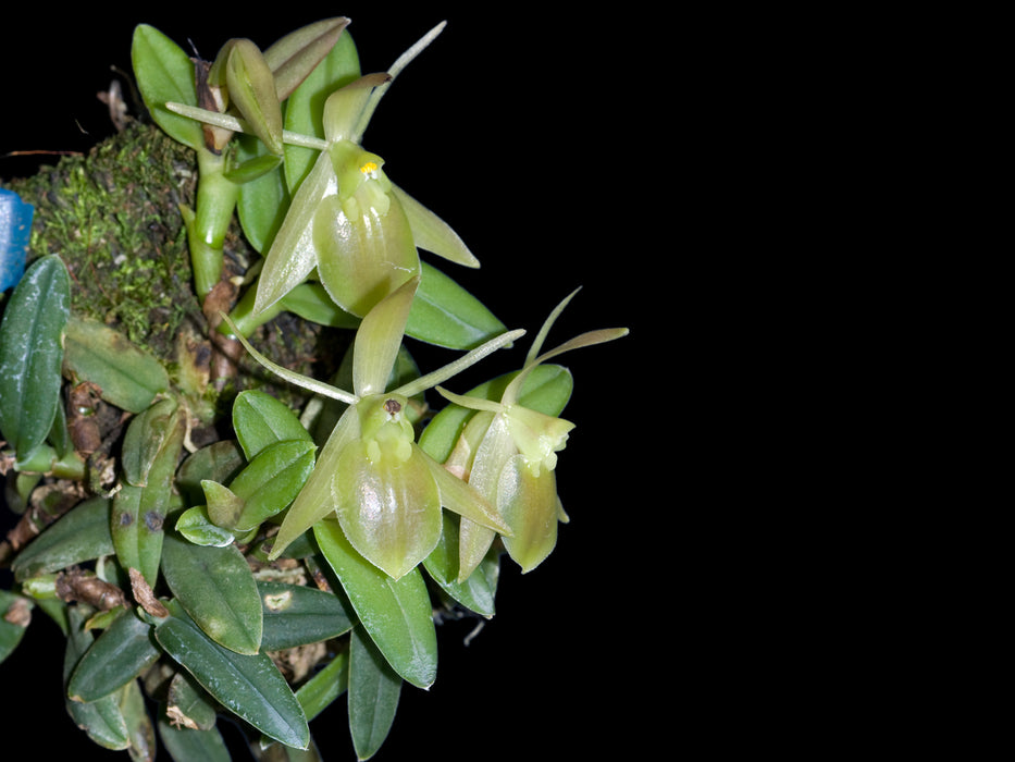 Epidendrum neolehmannia