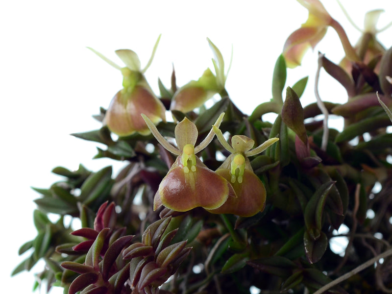 Epidendrum neoporpax