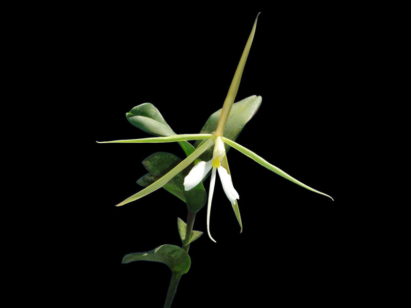 Epidendrum nocturnum