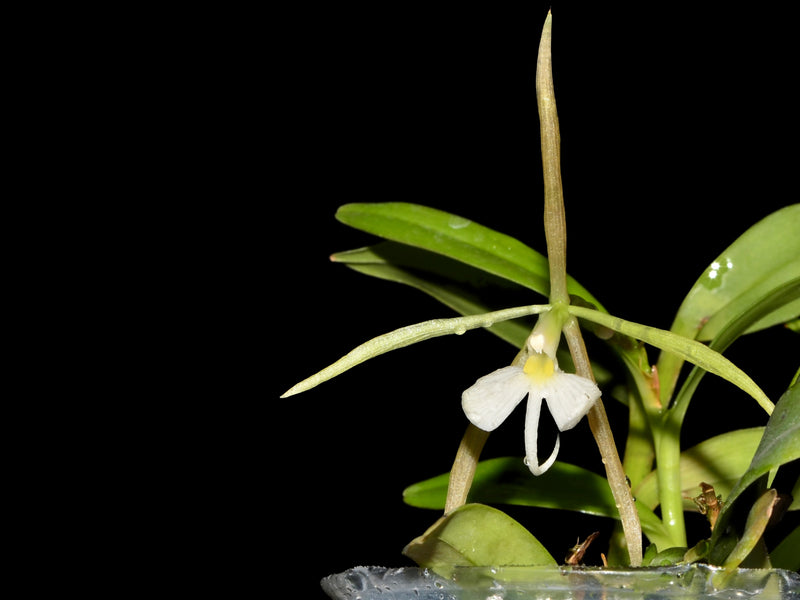 Epidendrum nocturnum var. minor
