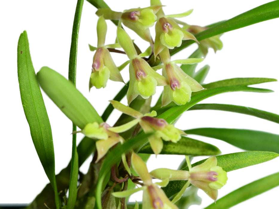 Epidendrum oellgaardii