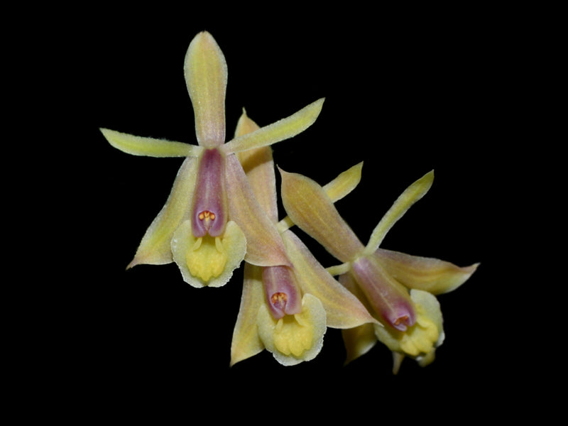 Epidendrum oellgaardii