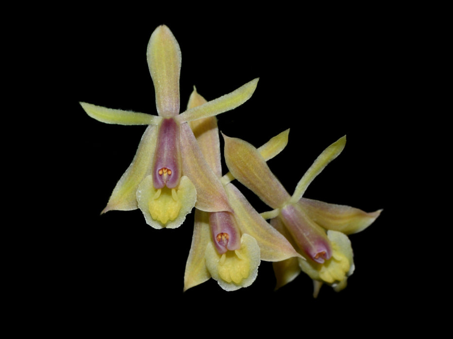 Epidendrum oellgaardii