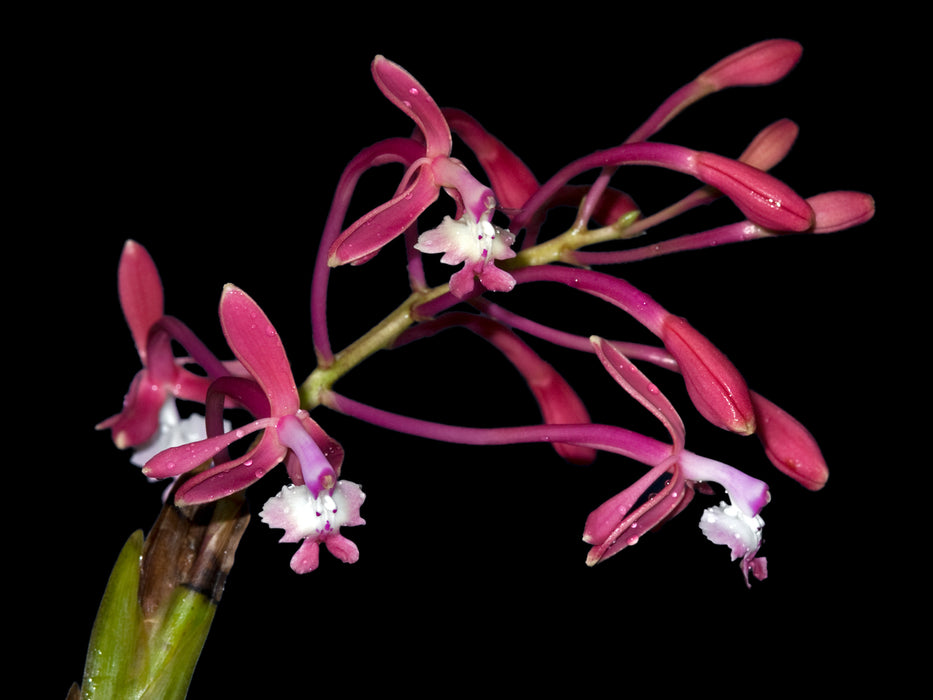 Epidendrum oraion