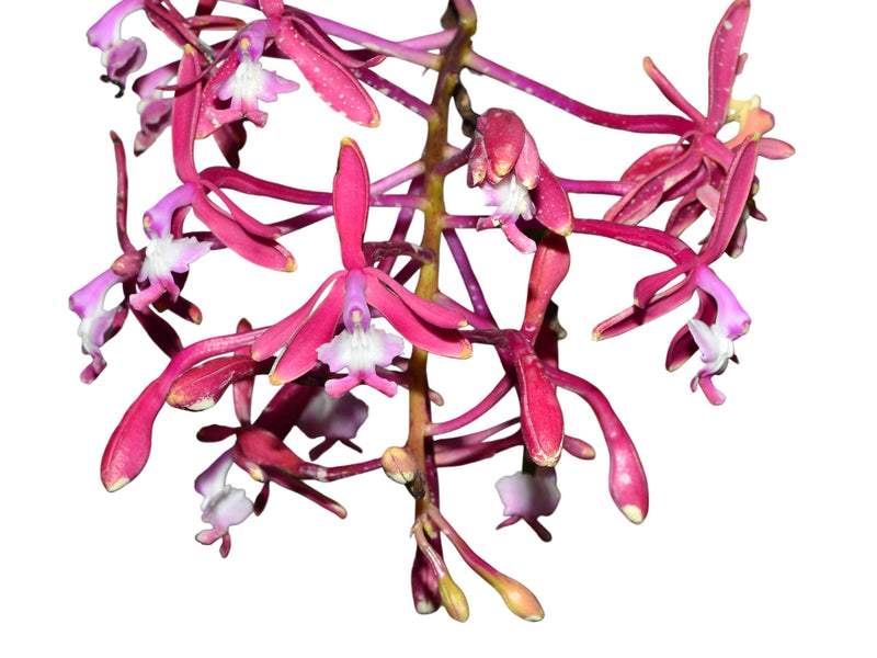 Epidendrum oraion