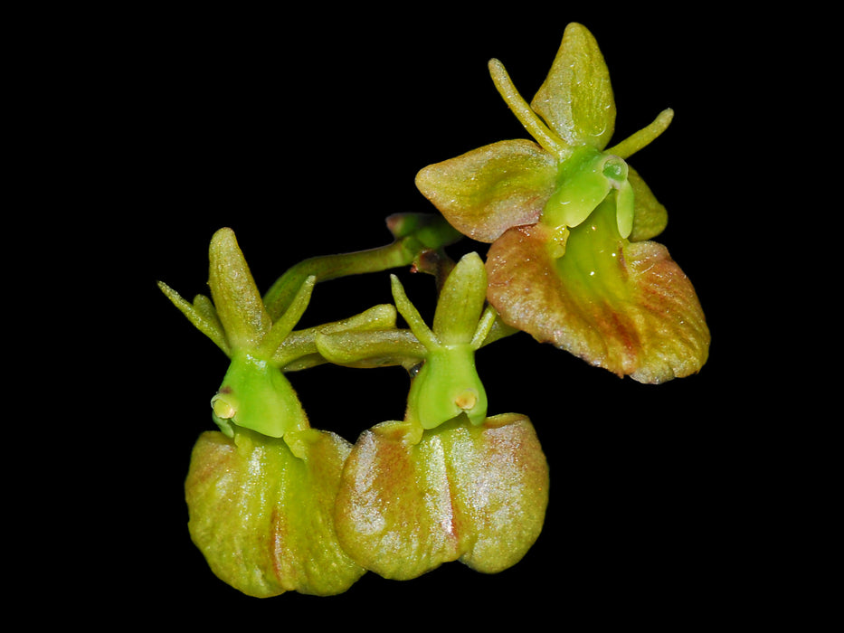 Epidendrum orbiculatum