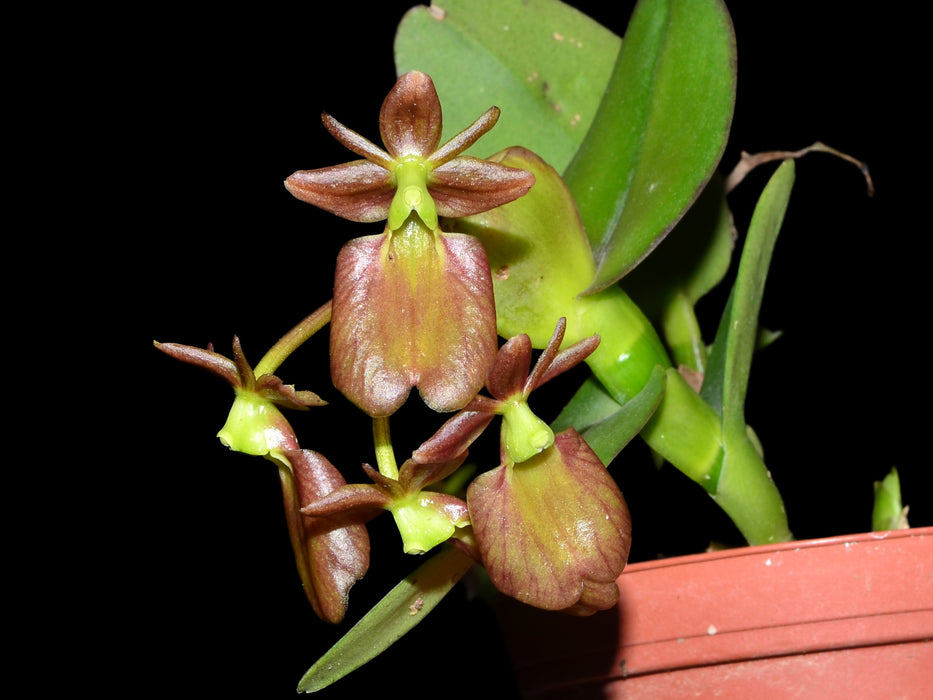 Epidendrum orbiculatum