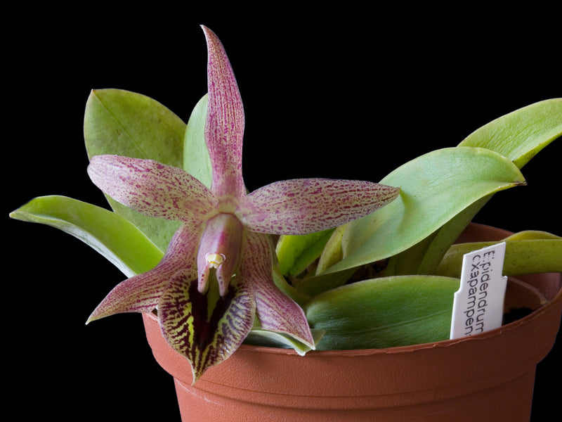 Epidendrum oxapampense